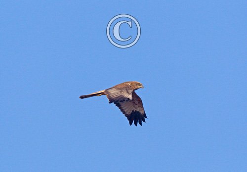 Marsh Harrier 4